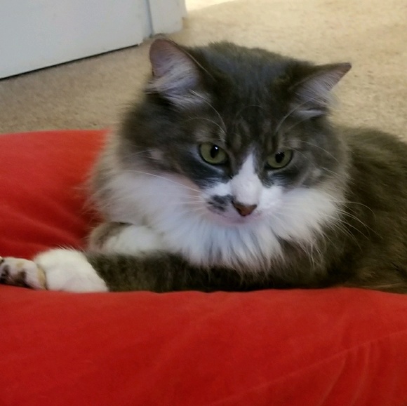 Meet your Posher, Ji - Picture 1 of 1